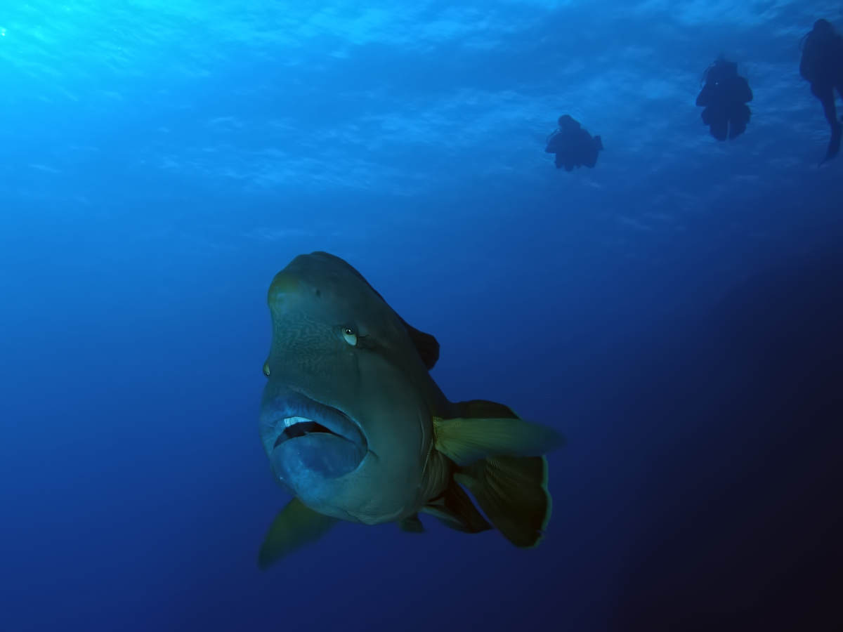 Spezial-Tieftauchen Specialty course - Deep Diving